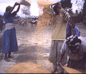 Seeds of Hope DFfilmpageSeeds_edited-1.jpg